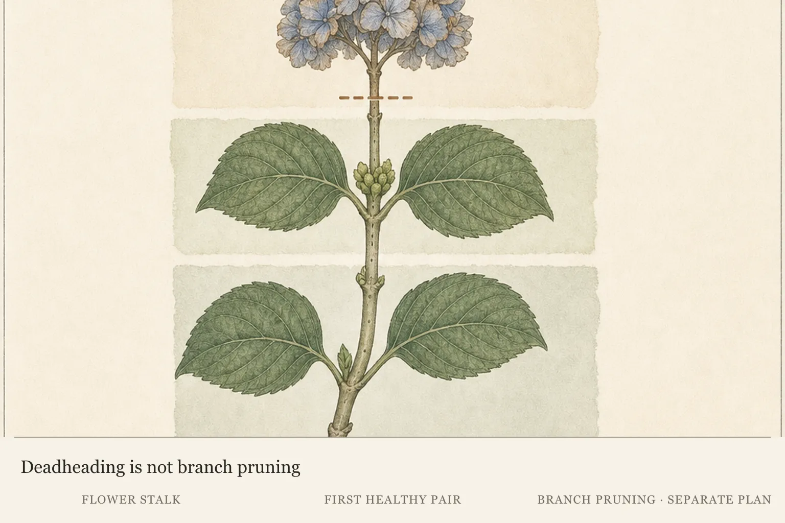 Hydrangea stem map separating the removable flower stalk from the leafy branch below the first healthy leaf pair