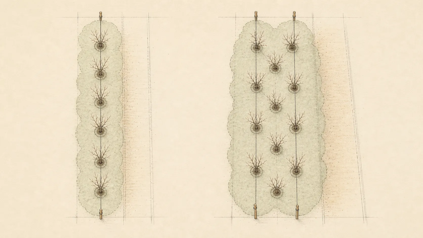 Overhead comparison of a single hedge row and a staggered double row with equal plant intervals, mature width, and a clear maintenance side
