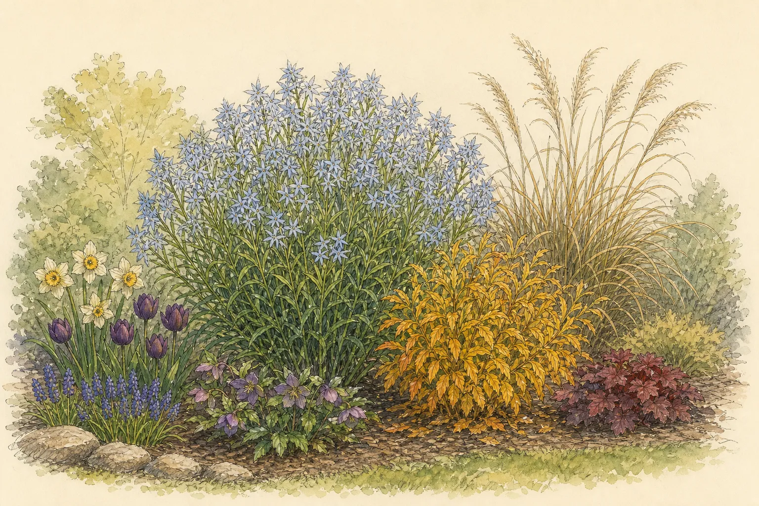 Garden placement study showing mature Eastern Bluestar in an ornamental planting