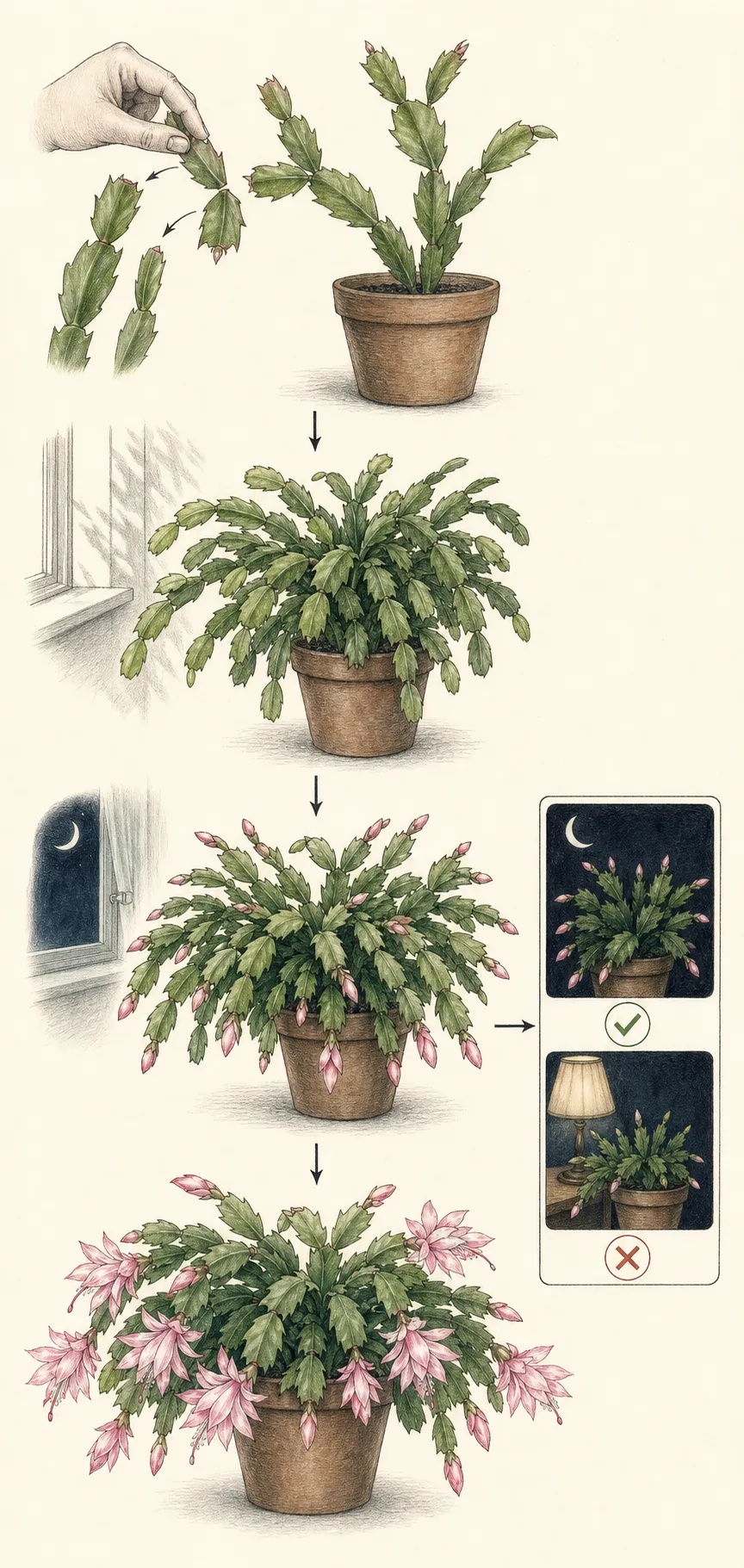A seasonal holiday cactus board shows spring branching, summer bright shade, and autumn short-day or cool-night bud initiation