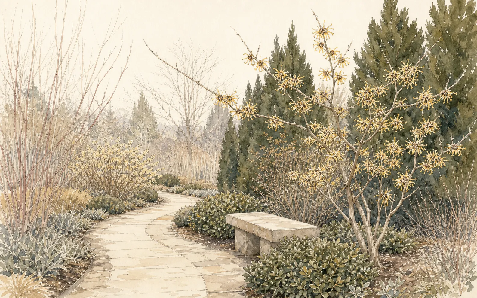 Eye-level winter path with witch hazel, sweet box, winter honeysuckle, and evergreen shelter arranged in depth