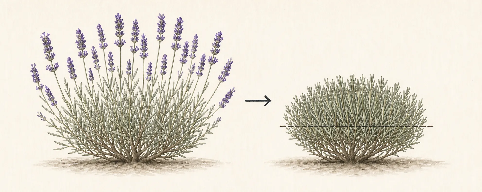 Mature lavender before pruning and a compact rounded plant after pruning, with a cut line