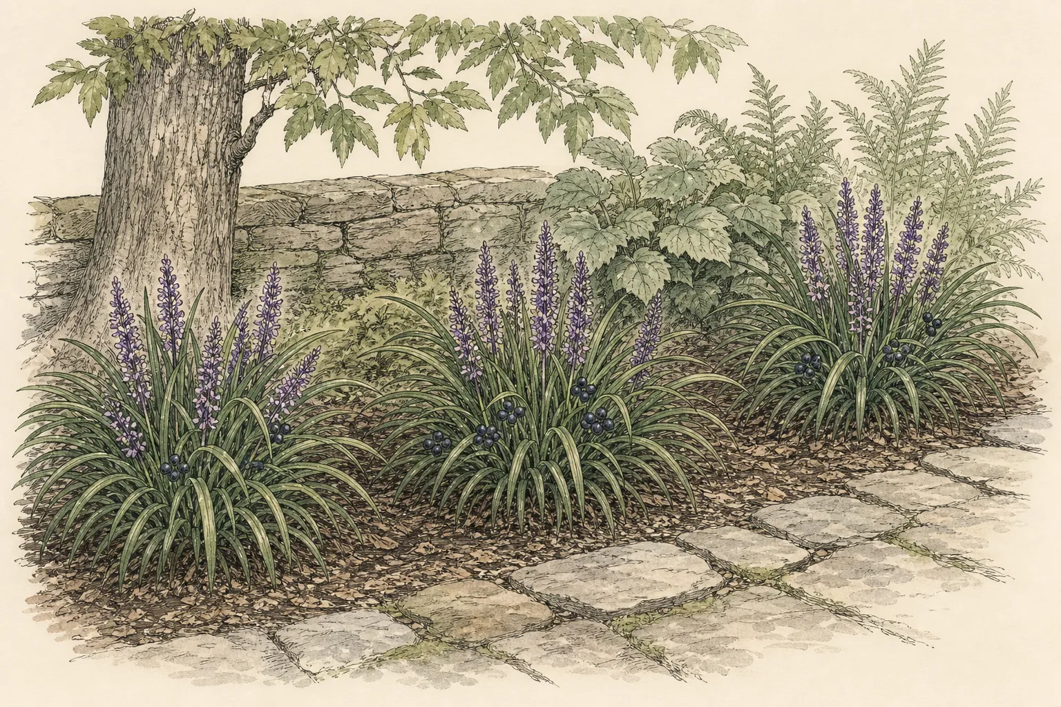 Garden study showing the placement and growth habit of Lilyturf