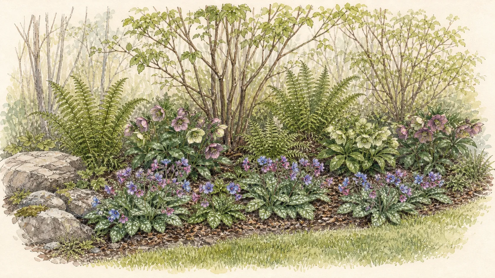Woodland-edge garden scene with lungwort grouped among ferns, hellebores, epimedium and spring bulbs