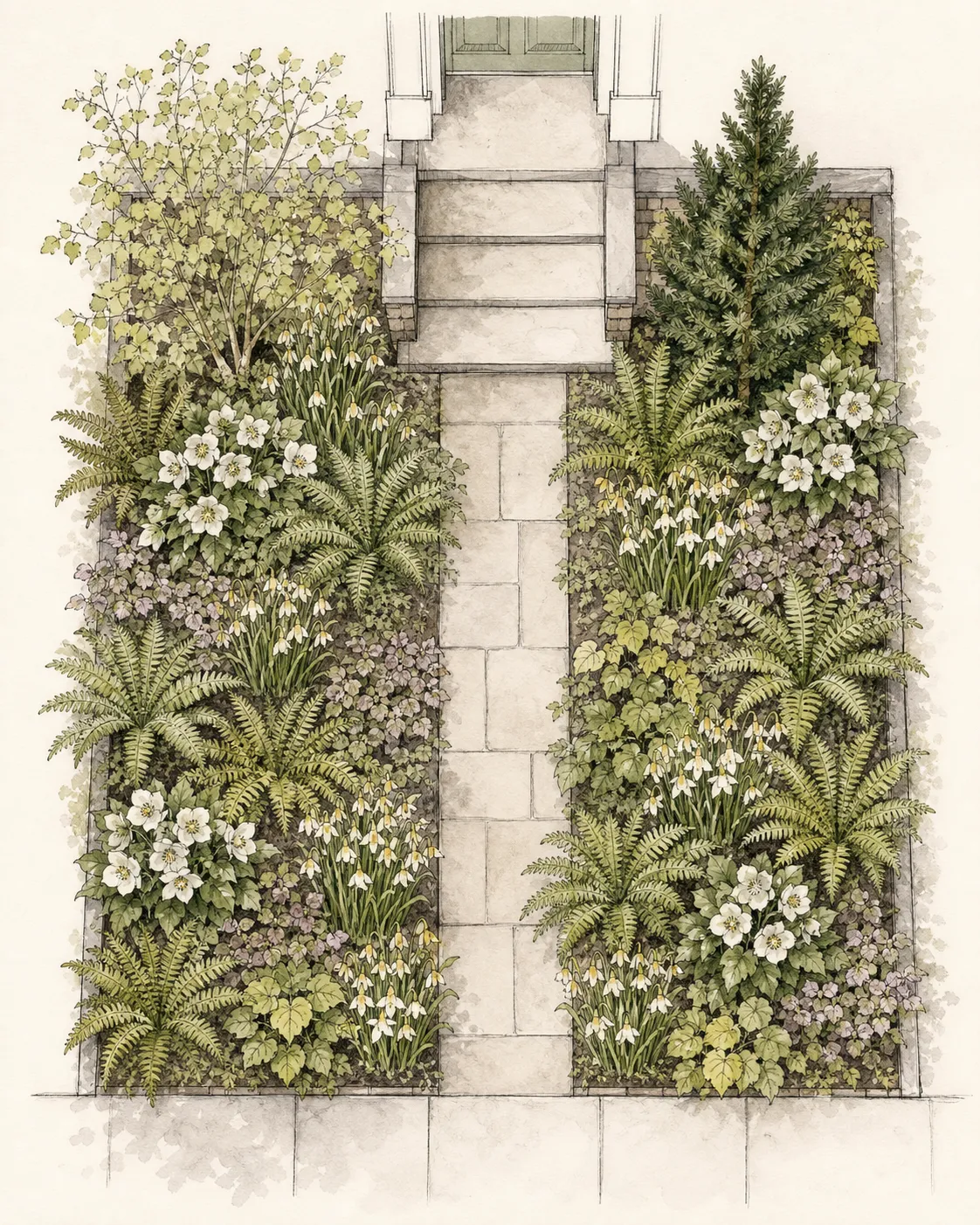 Overhead plan arranging a north-facing path between repeated ferns, hellebores, epimedium, bulbs and two structural shrubs