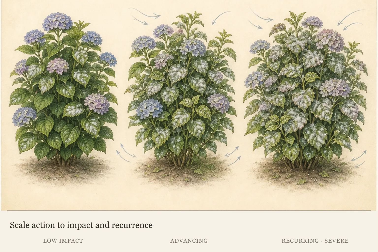 Three-level powdery mildew management card based on leaf distribution, young-growth distortion, and recurring severe impact