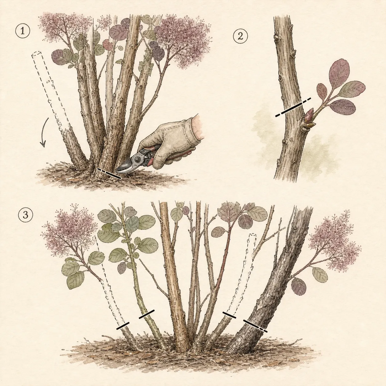 Close botanical studies of an old smoke-bush stem removed at the base, a cut to an outward bud, and stems selected by age