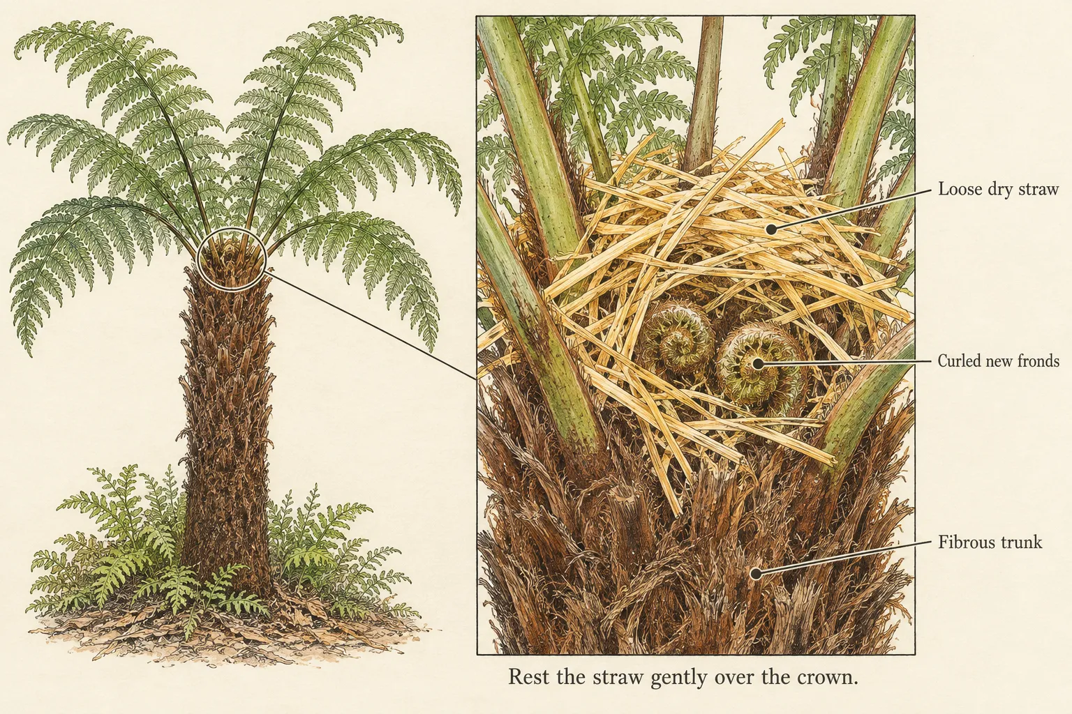 A whole tree fern beside an enlarged crown detail identifies loose straw, curled new fronds and the fibrous trunk