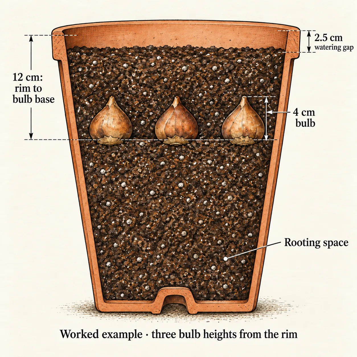 Tulip pot cutaway marks a 12 cm rim-to-base example, 4 cm bulbs and a 2.5 cm watering gap above the mix