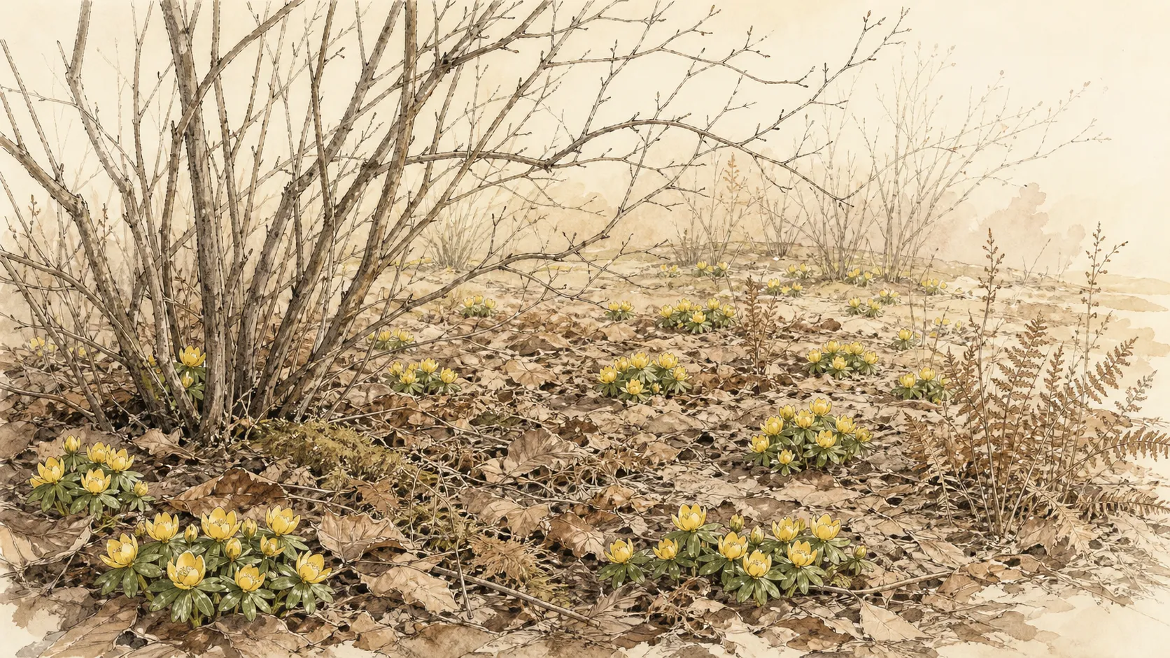 Small irregular groups of winter aconite flowering through leaf litter beneath deciduous shrubs